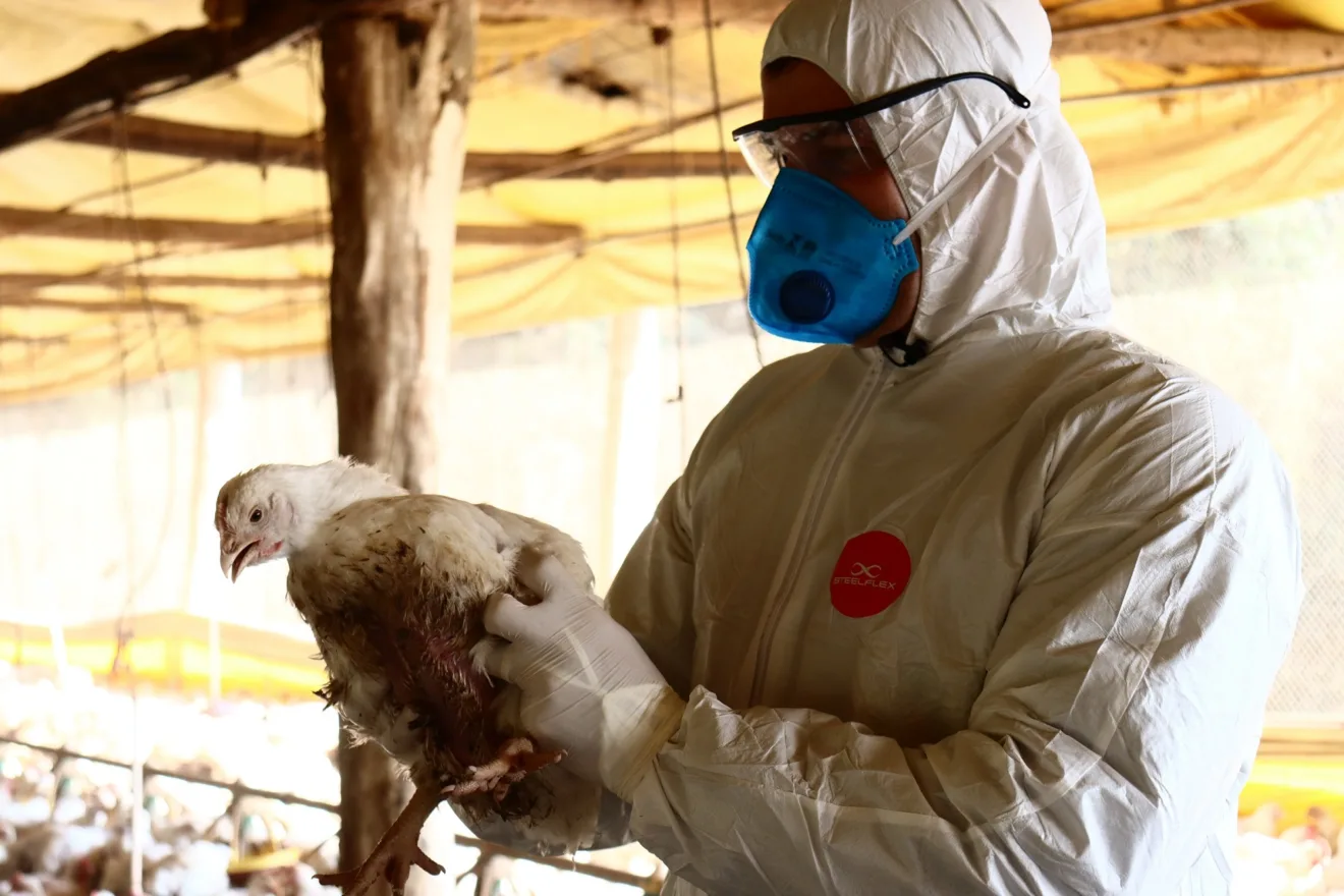 Homem de trajes brancos e toca branca de proteção, com máscara azul cobrindo o nariz e a boca, segura e observa uma ave num ambiente que parece uma granja.