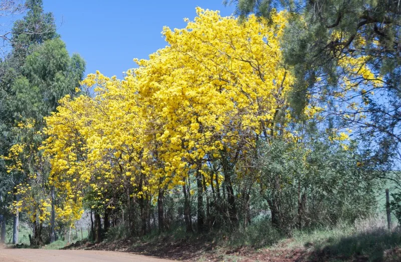 Chuvas em outubro devem ocorrer com normalidade - Foto: Fernando Dias/Seapi