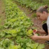 Produtora Cristine de Souza Saldanha, do Sítio Natural, será uma das expositoras na Feira da Agricultura Familiar. Crédito: Roger Falavigna Vianna / RAMA