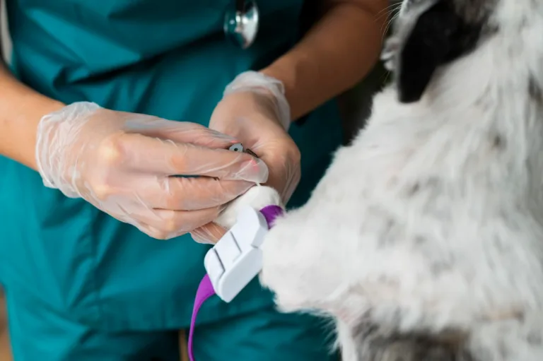 Veterinário cuidando da saúde de um cachorro com atenção e carinho, aplicando um curativo e garantindo bem-estar ao animal.