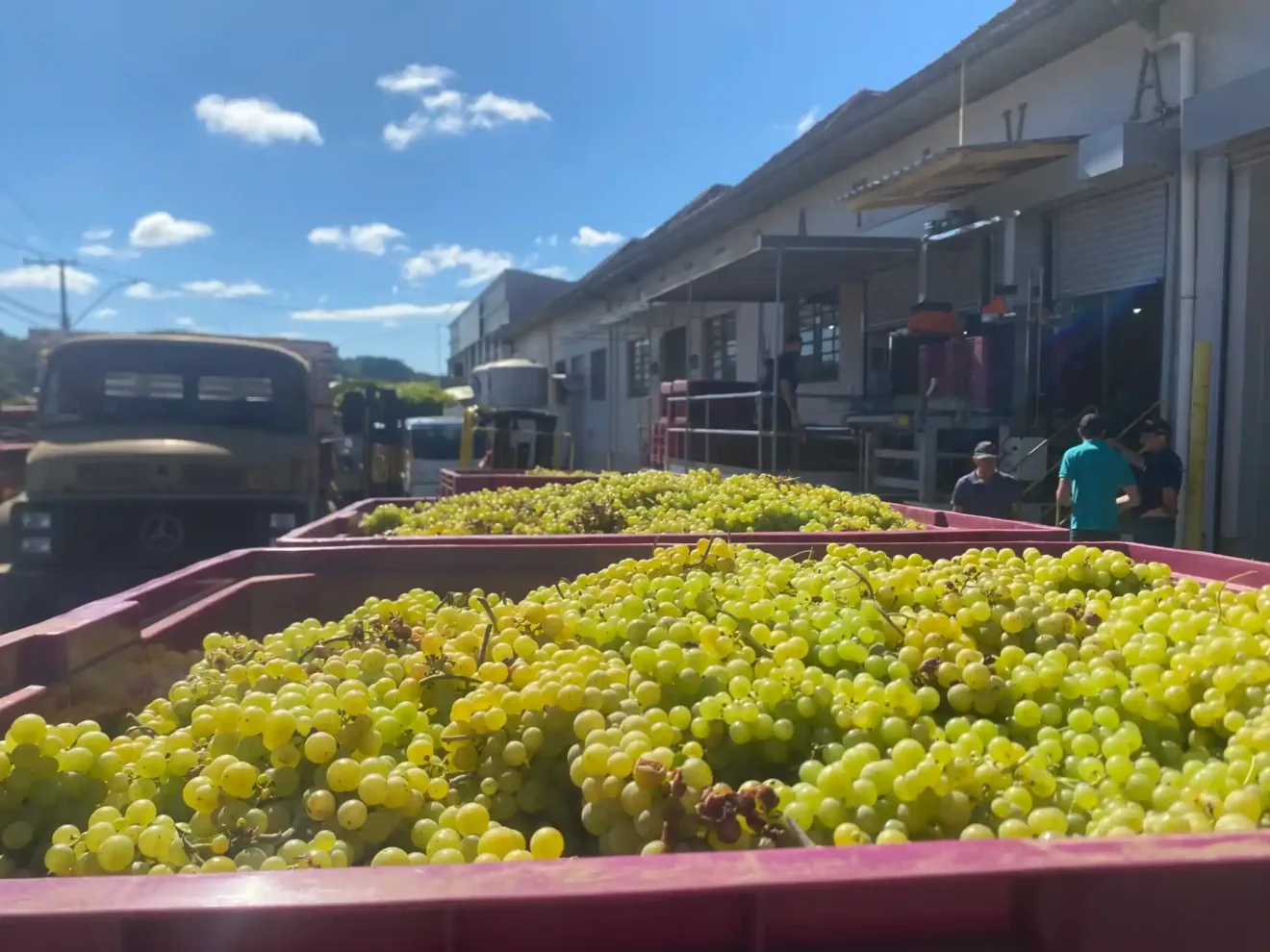 Imagem de uvas verdes colhidas em caixas no interior de uma vinícola. O céu está azul e a cena retrata o trabalho na vendimia.