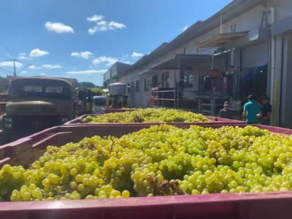 Imagem de uvas verdes colhidas em caixas no interior de uma vinícola. O céu está azul e a cena retrata o trabalho na vendimia.