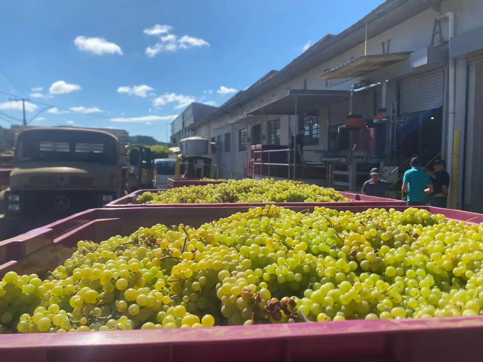 Imagem de uvas verdes colhidas em caixas no interior de uma vinícola. O céu está azul e a cena retrata o trabalho na vendimia.