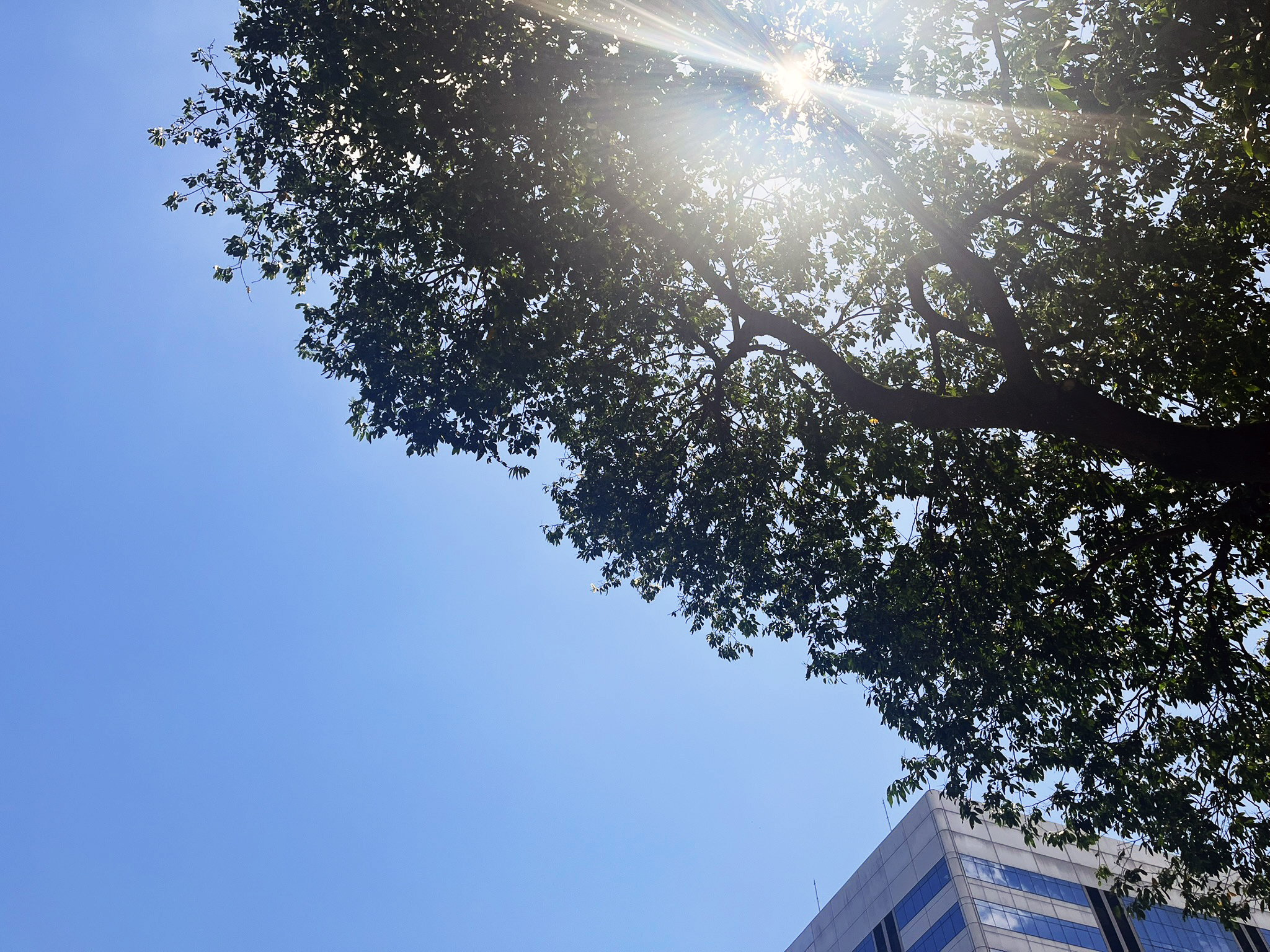 Imagem que captura a luz do sol filtrando através das folhas de uma árvore contra um céu azul claro.