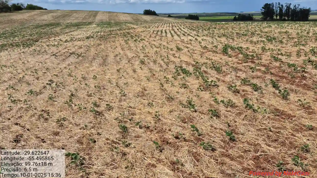 Vista de um campo agrícola com solo exposto e plantas jovens. Imagem mostra detalhes sobre localização, elevação e condições do terreno.