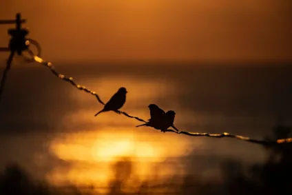 Duas aves em silhueta empoleiradas em um fio ao pôr do sol, com o reflexo do sol na água ao fundo.