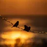 Duas aves em silhueta empoleiradas em um fio ao pôr do sol, com o reflexo do sol na água ao fundo.