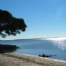 Praia tranquila com água refletindo a luz do sol e árvore à beira da Lagoa dos Patos, em São Lourenço do Sul.