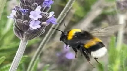 Abelha mamangava invasora Bombus terrestris - Foto: arquivo pessoal/Sidia Witter