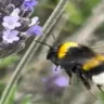 Abelha mamangava invasora Bombus terrestris - Foto: arquivo pessoal/Sidia Witter