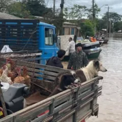 Em Cachoeira do Sul, famílias retiram móveis e animais da área alagada. Crédito: Prefeitura de Cachoeira do Sul / Divulgação (via Facebook)