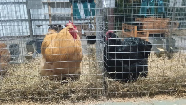 Macho da raça Orpingtom amarelo e fêmea da raça Orpingtom negra foram grandes campeões da classe Inglesas na Expointer de 2022. Crédito: Expointer / Divulgação