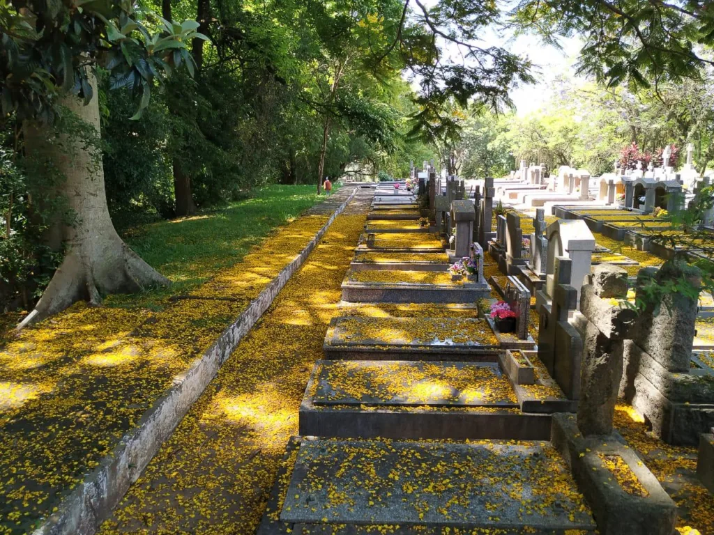 Cemitério Municipal São João - Foto: Sérgio Louruz/SMAMS PMPA