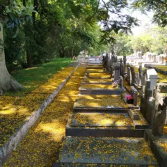 Cemitério Municipal São João - Foto: Sérgio Louruz/SMAMS PMPA