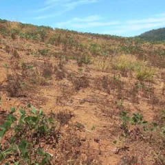 Crédito: Prefeitura de Redentora / arquivo