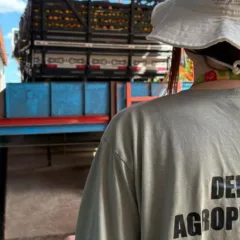 Foto: Divulga&ccedil;&atilde;o / Seapi