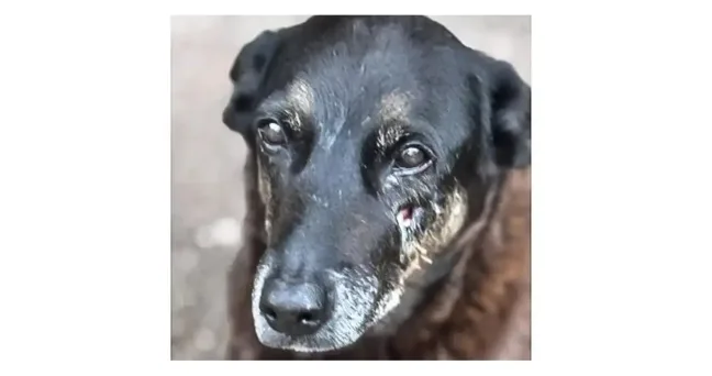 Foto: Polícia Civil de Santa Catarina