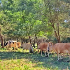 Cr&eacute;dito: Fernando Dias/Seapi